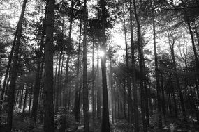 dark forest in the sun