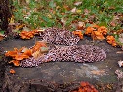 tree fungus on a stump close-up