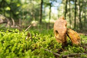 dry mushroom on green grass close up