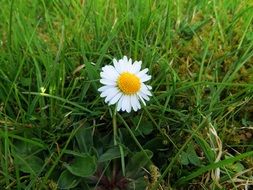Daisy Blossom