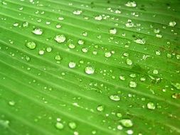Close-up of the beautiful green leaf structure with water drops