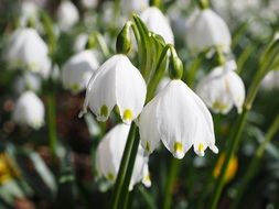 wonderful snowdrop flowers