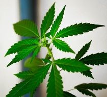 green leaves of marijuana on a bush
