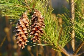 two dry cones on a pine branch close-up