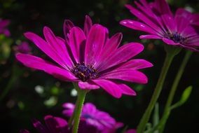 pink daisies in the garden