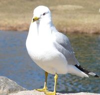 Photo of white seagull