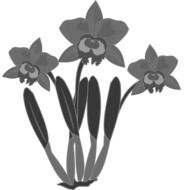 black and white clip art of orchids