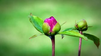 Purple peony flowers blossom