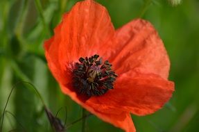 red wild poppy close-up on blurred background