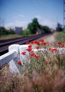 red poppies at the train station