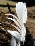 white feather as a natural decoration on a blurred background