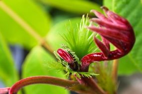 colorful young shoots close up