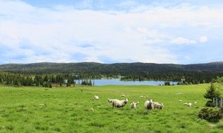 lambs in a green meadow