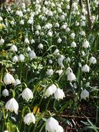 field of white snowdrops