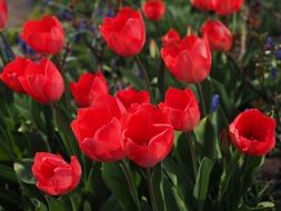 ornamental red tulips