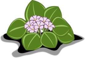 drawing of an African violet with green leaves