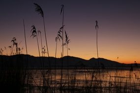 grass near the lake in the sunset