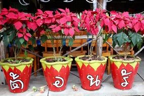 pink geraniums in pots as decoration