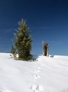 fir tree in winter