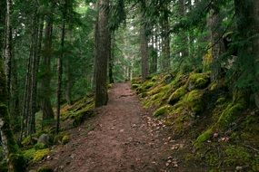 level path in the forest