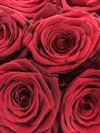 Red Rose Roses Flower Nature