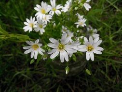 Flower Bloom Spring