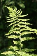 green Fern Plant in Forest on a blurred background