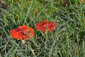 two brown mushrooms in tall green grass