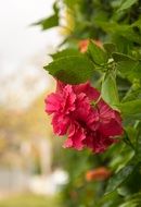 coseup view of Pink flowers in the garden in spring