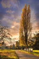 golden trees in a park in Chester
