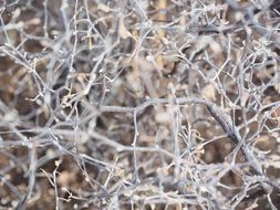 bare Branches of Zigzag Shrub, background