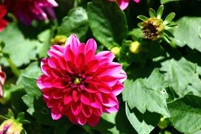 bright pink dahlia