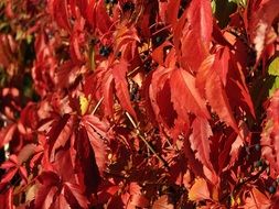 Red Ivy Red Leaves Wall Leaves
