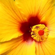 bright yellow flower with red core close-up