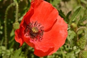 Poppy Nature
