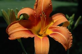 orange summer lily close-up