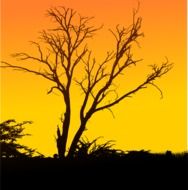 Picture of the tree at the background of yellow sky