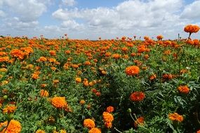 Orange Marigold