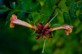 incredibly delicious Cigarettes Flower