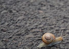 snail slowly creeps on a stone