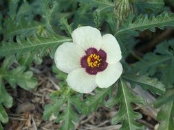 Hibiscus Trionum in bloom, Flower Of An Hour