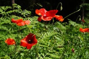 poppy flowers on the field