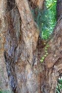 Old tree in a forest