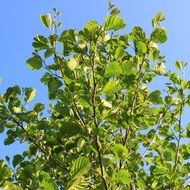 green tree branches against a clear sky