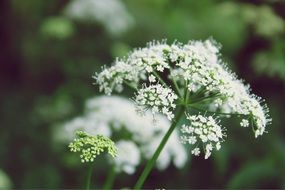 white filigreed flowers