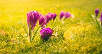 Purple crocus flowers blossom in the garden in spring