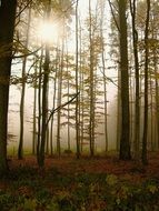 Sun rays in forest fog trees