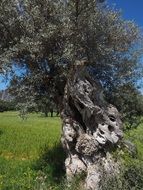 old olive tree trunk