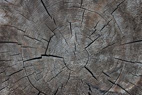 annual rings on dry tree stump