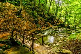 wild mountain forest in Bulgaria